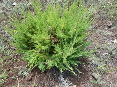 Juniperus virginiana virginiana