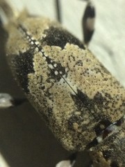 Graphisurus triangulifer