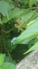 Pachyrhynchus tobafolius