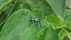 Pachyrhynchus tobafolius