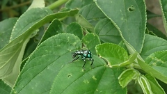 Pachyrhynchus tobafolius