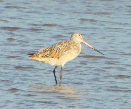Marbled Godwit (Limosa fedoa)