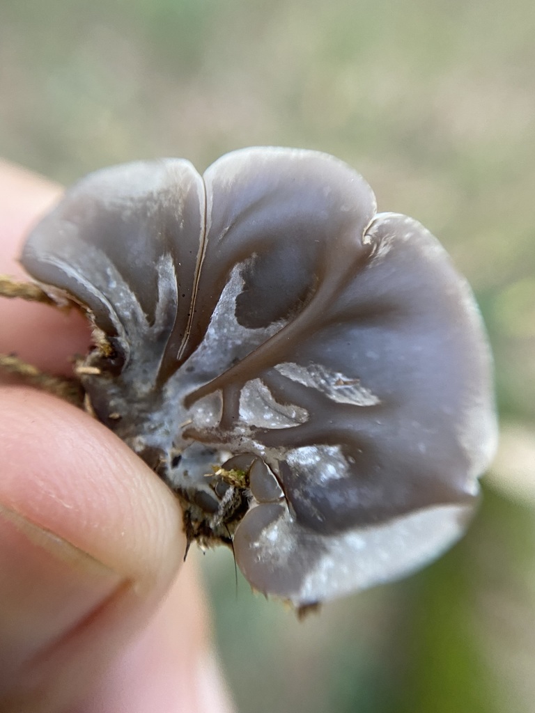 Auricularia brasiliana · May 2025 · photo: © tutitah (iNaturalist, cc0)