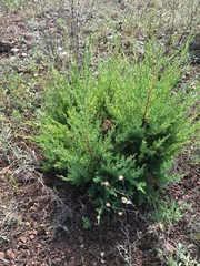 Juniperus virginiana virginiana
