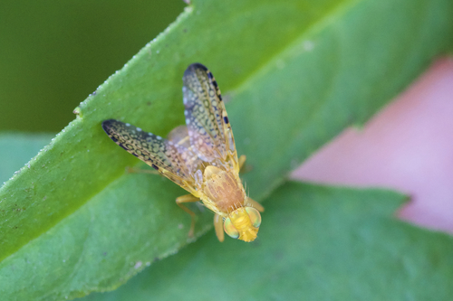 Icterica circinata