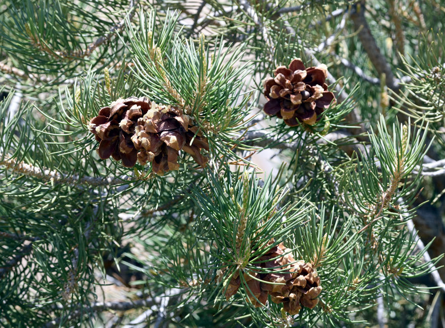 Image of Pinus californiarum by (c) smeckert, some rights reserved (CC BY)