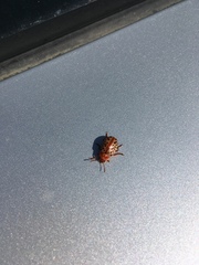 Calligrapha verrucosa