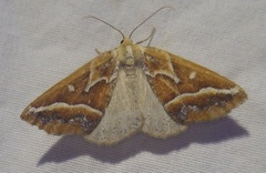 Caripeta angustiorata