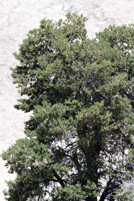 Image of Pinus californiarum by (c) smeckert, some rights reserved (CC BY)