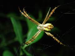 Argiope perforata