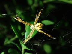Argiope perforata