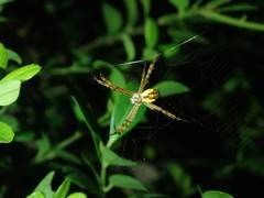 Argiope perforata