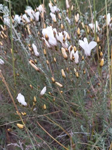 Linum suffruticosum (Linum suffruticosum)