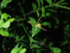 Argiope perforata
