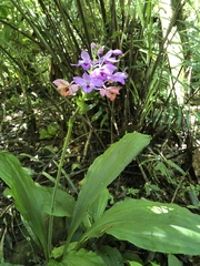 Calanthe masuca