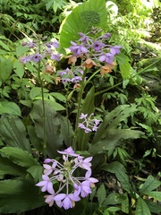 Calanthe masuca