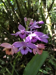 Calanthe masuca