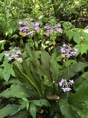 Calanthe masuca