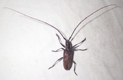 Monochamus maculosus