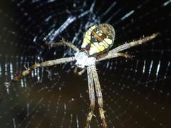 Argiope perforata