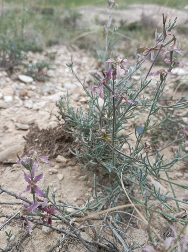 Image of Matthiola fruticulosa by no rights reserved