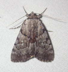 Catocala sordida