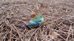 Setophaga americana