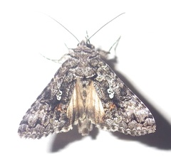 Syngrapha octoscripta