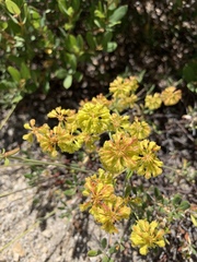 Oligogonum