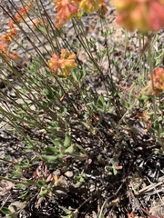 Oligogonum