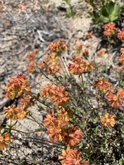 Oligogonum