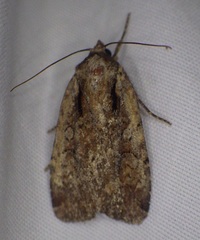 Eueretagrotis attentus