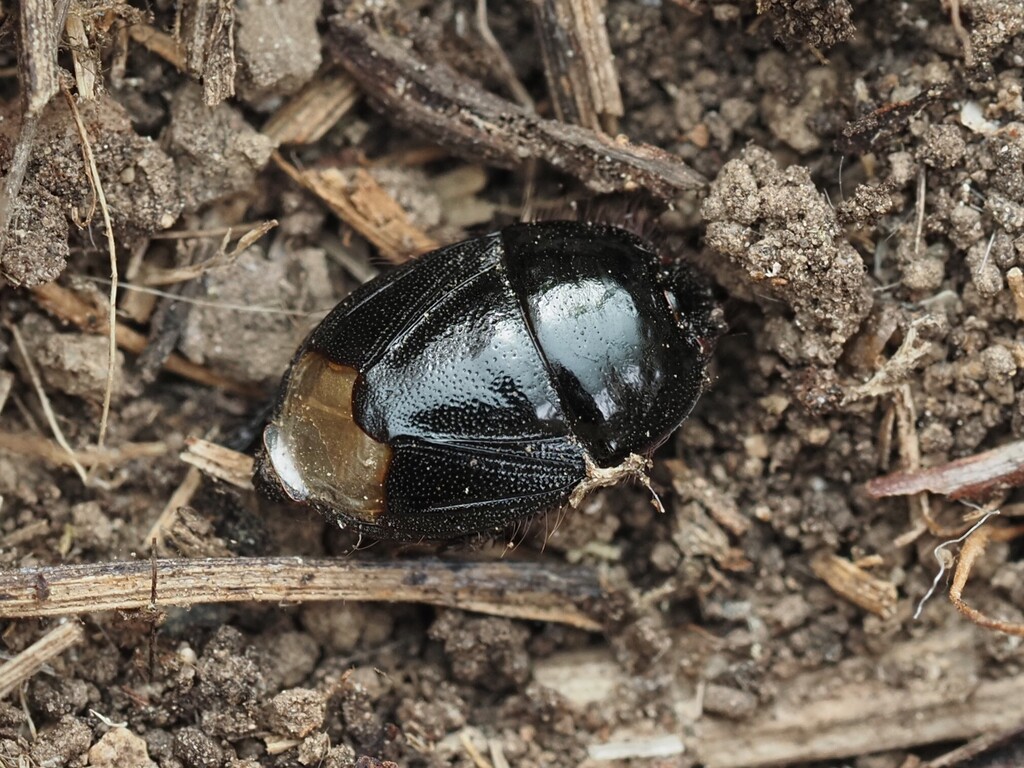 Aethus pilosus