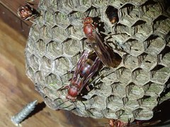 Polistes tenebricosus