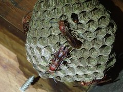 Polistes tenebricosus