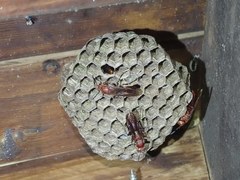 Polistes tenebricosus