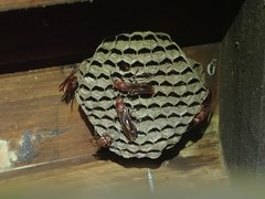 Polistes tenebricosus