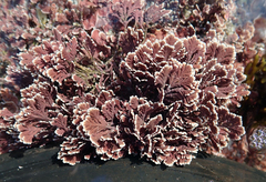 Arthrocardia corymbosa