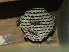 Polistes tenebricosus