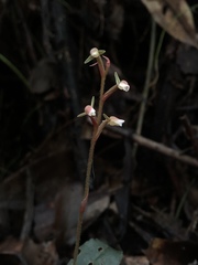 Zeuxine agyokuana
