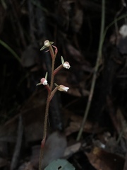 Zeuxine agyokuana