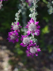Dalea pulchra