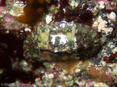Dendrochiton flectens
