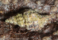 Paciocinebrina interfossa