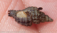 Paciocinebrina interfossa