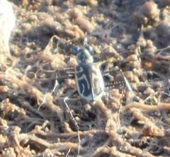 Eunota gabbii