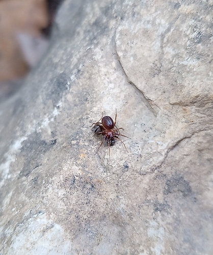Zodarion germanicum