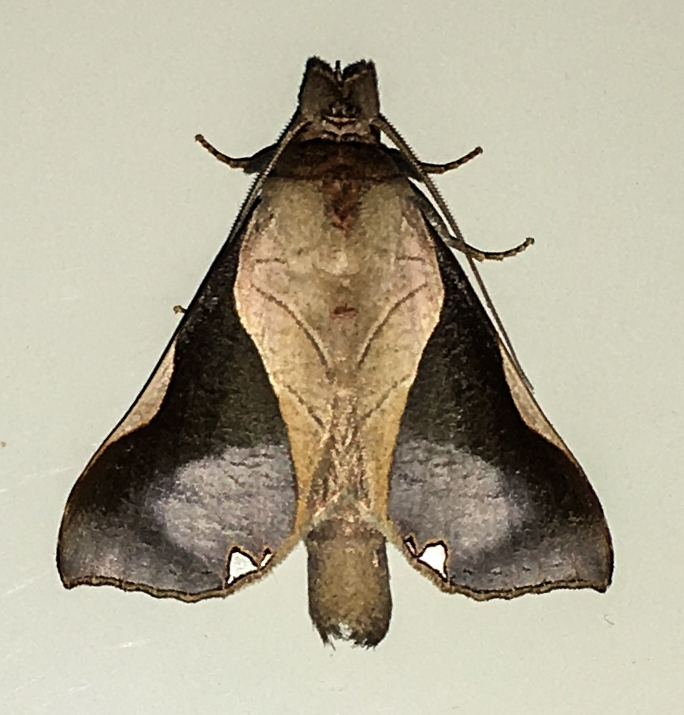 Strophocerus