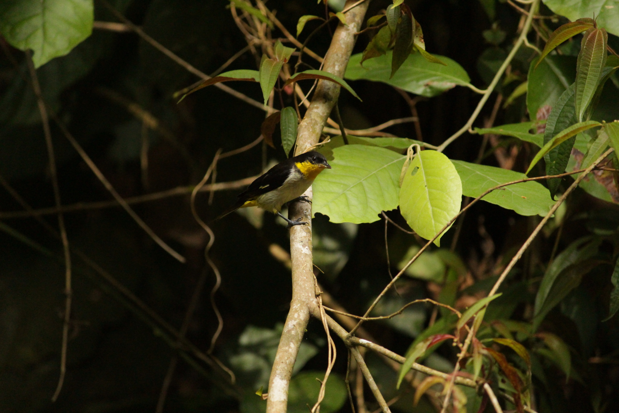 Yellow-backed Tanager (Hemithraupis flavicollis)