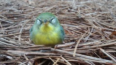 Setophaga americana